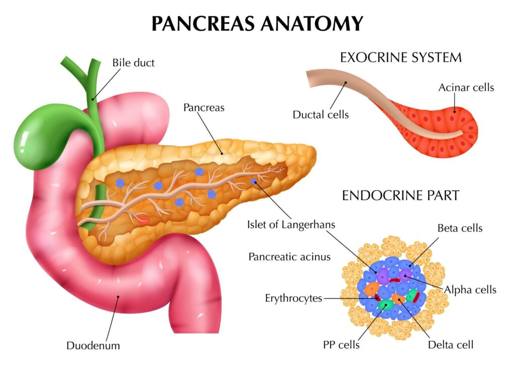 Pancreas anatomy in Hindi image