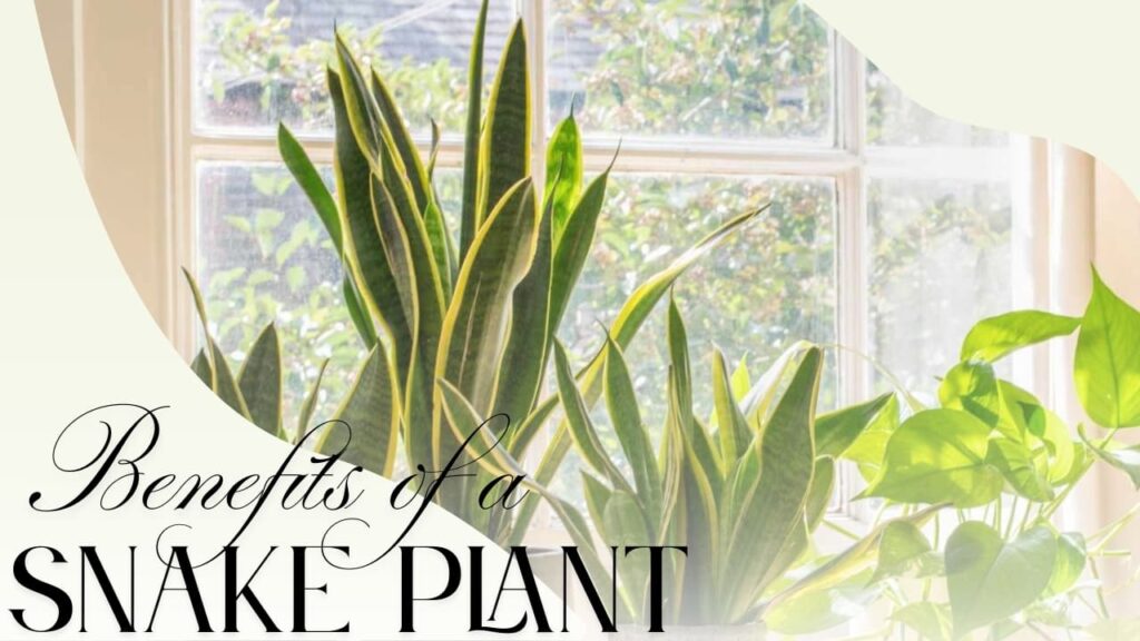 benefits of snake plant