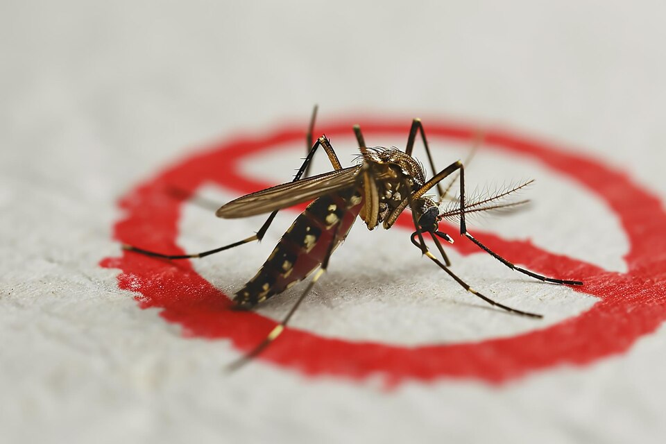 malaria treatment