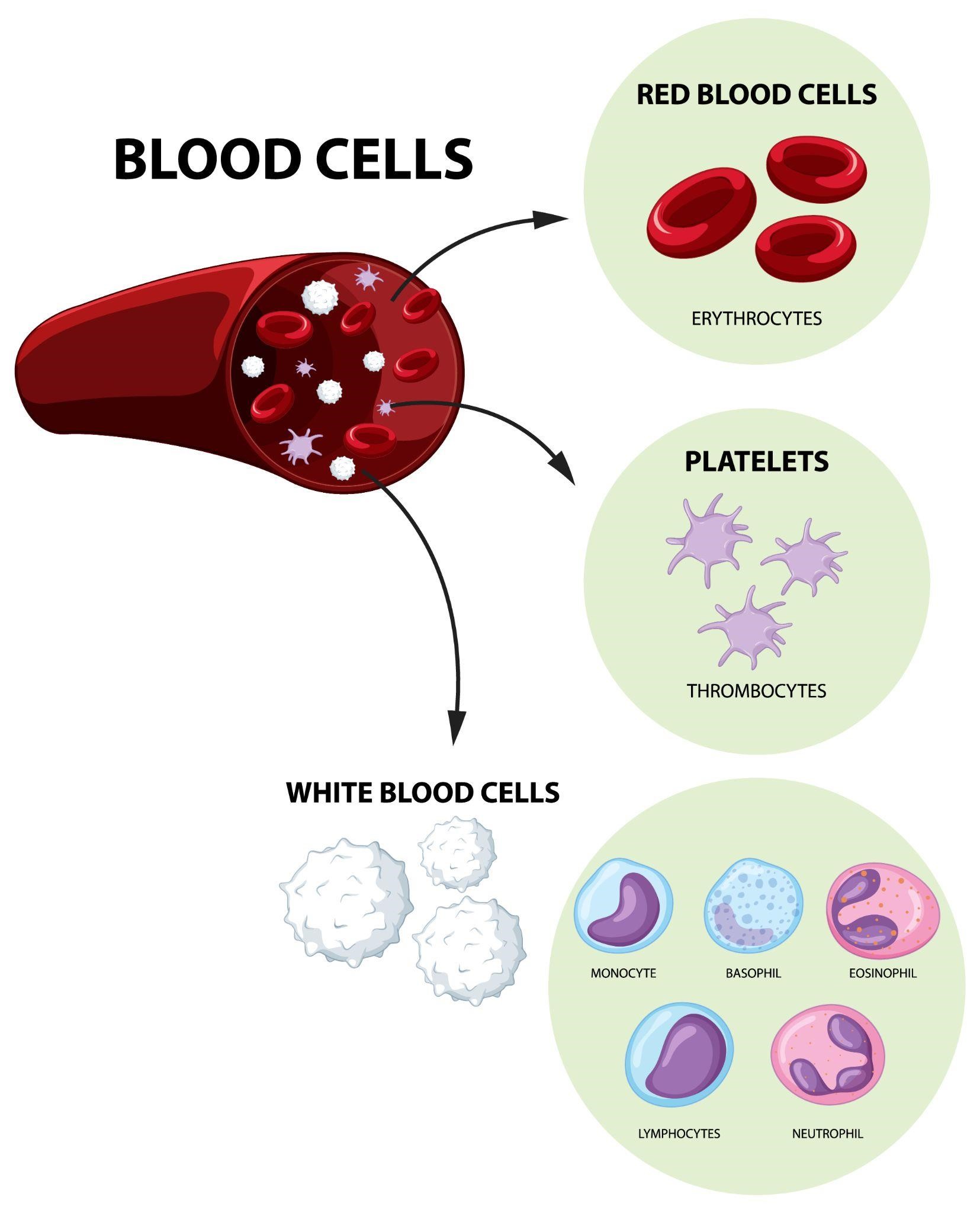 How to Increase Platelet Count