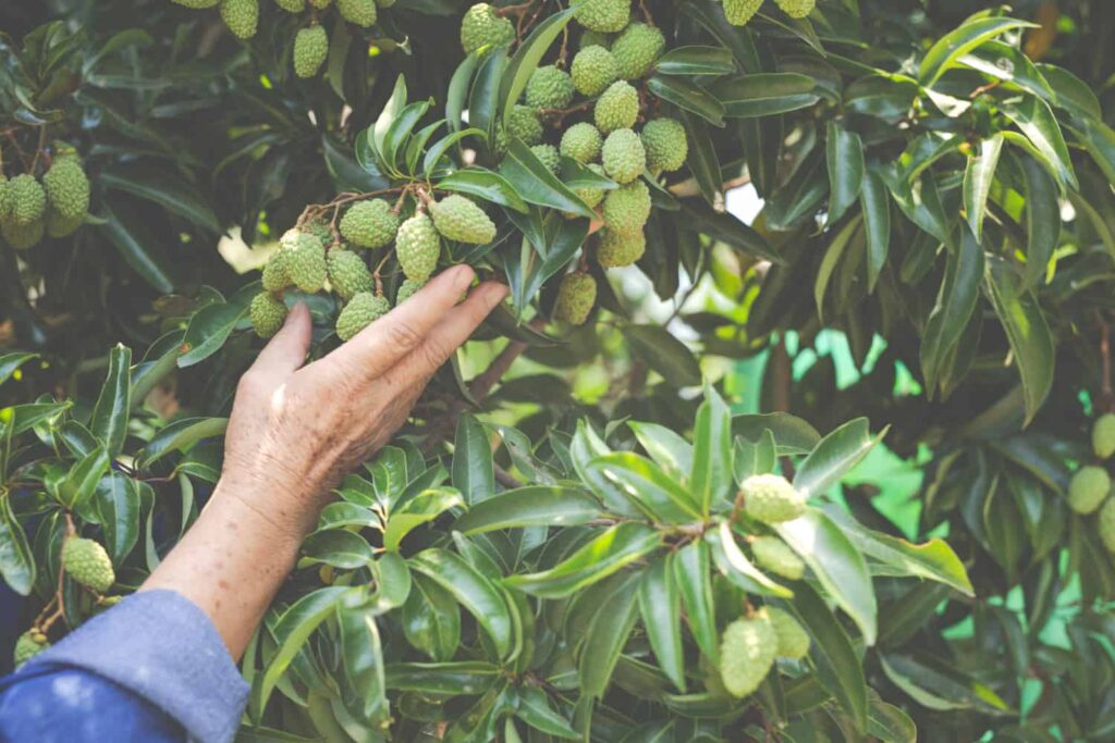 small jackfruit benefit