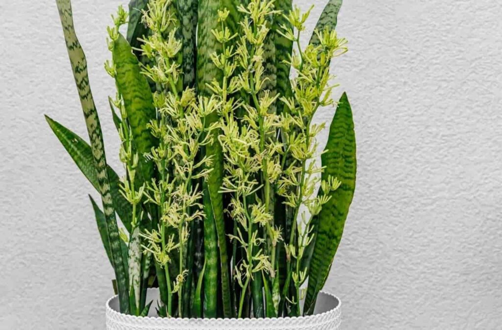 snake plant flower