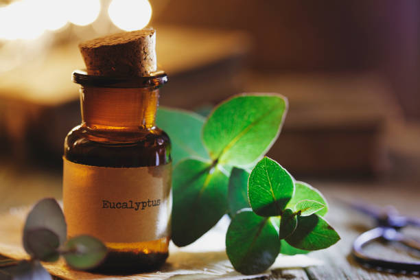 eucalyptus oil